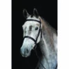 2022 Collegiate Hunt Cavesson Bridle IV 800800 - Black Colour Black -THE DRILLSHED Shop 202220Collegiate20Hunt20Cavesson20Bridle20IV20800820 20Black20Main.700x700