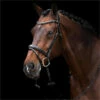 2023 HV Polo Legacy Bridle 1201093500 - Black Colour Black -THE DRILLSHED Shop 202320HV20Polo20Legacy20Bridle20120109350020 20Black201.700x700