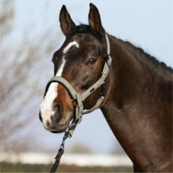 2023 HV Polo Francis Headcollar 1601093450 - Dark Oil Green -THE DRILLSHED Shop 6938 202320HV20Polo20Francis20Headcollar20160109345020 20Dark20Oil20Green203.700x700