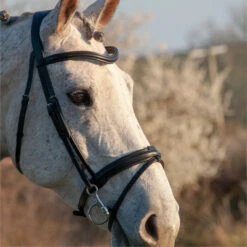 2023 Henry James Saddlery Comfort Flash Bridle HJ-BR-02 - Black Colour Black -THE DRILLSHED Shop 6996 202320Henry20James20Saddlery20Comfort20Flash20Bridle20HJ BR 0220 20Black203.700x700