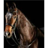 2022 Collegiate Comfitec Weymouth Bridle - Black 2 2022 Collegiate Comfitec Weymouth Bridle - Black -THE DRILLSHED Shop Collegiate Comfitec Weymouth Bridle Black.700x700