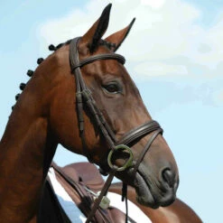 Collegiate Syntovia+ Padded Raised Flash Bridle - Brown Colour Brown